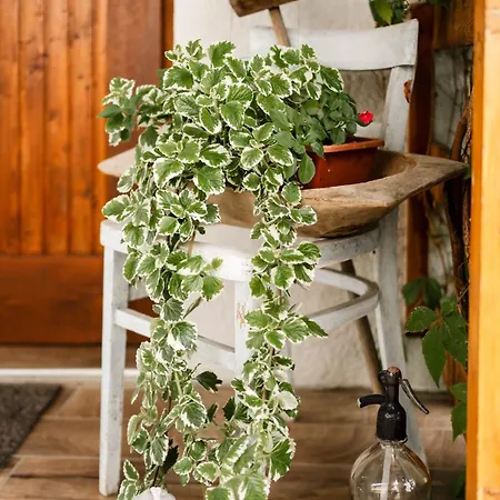 Menta Appartement