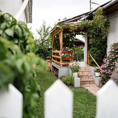 Menta * Mezőkövesd